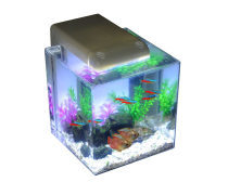 水族箱 家居中的一方靈動水域，如何打造與維護